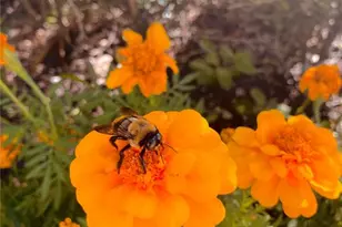 8917 Legacy Ct, Kissimmee, FL 34747 - Photo 40