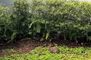 1244 Creek Woods Cir, Saint Cloud, FL 34772 - Photo 6