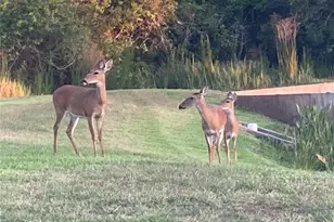 2825 Palm Tree Dr, Kissimmee, FL 34759 - Photo 40