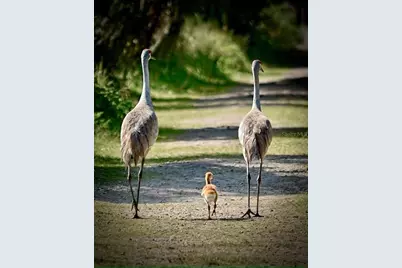 155 Magellan Court, Davenport, FL 33837 - Photo 6