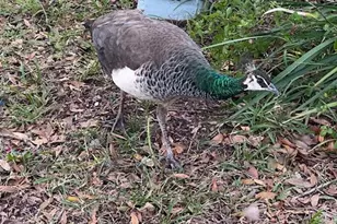 1100 Calanda Ave, Orlando, FL 32807 - Photo 30