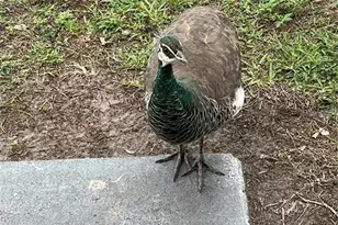 1100 Calanda Ave, Orlando, FL 32807 - Photo 36