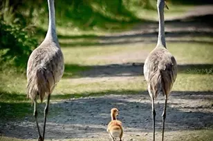 504 Zamora Wy, Davenport, FL 33837 - Photo 4