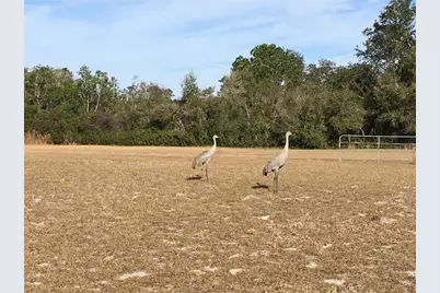 1297 Pfundstein Road, Babson Park, FL 33827 - Photo 6