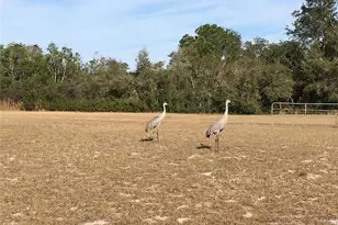 1297 Pfundstein Rd, Babson Park, FL 33827 - Photo 6