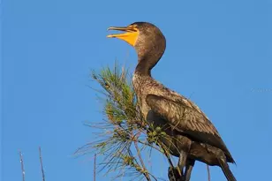 6035 Sea Ranch Dr, Hudson, FL 34667 - Photo 56