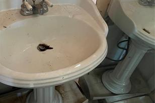 103 W Hamilton Ave, Tampa, FL 33604 - Photo 8