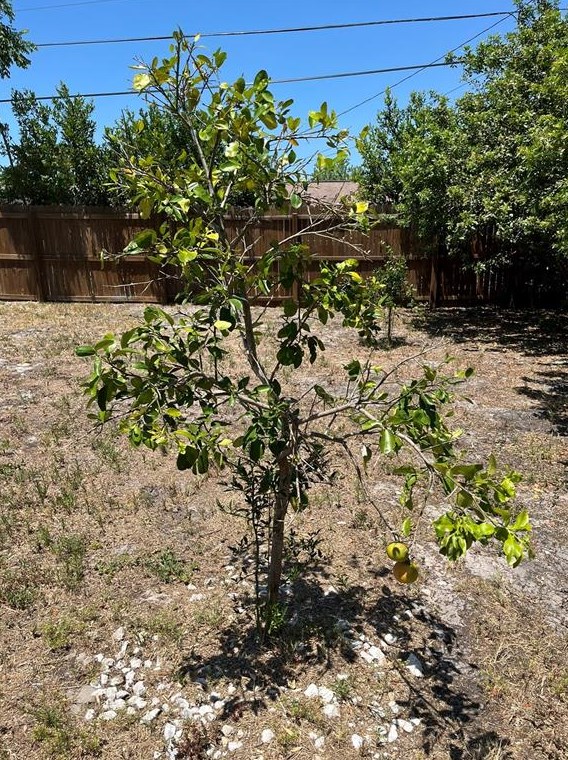 10434 Abelia Ct, Port Richey FL  34668-2801 exterior