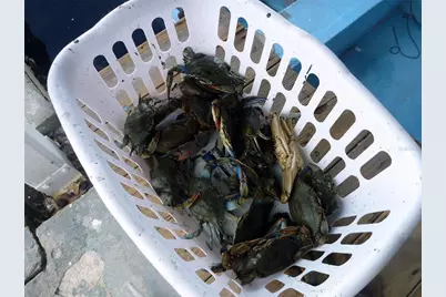 109 Carmelina Street, Ruskin, FL 33570 - Photo 52