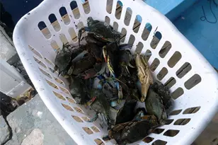 109 Carmelina St, Ruskin, FL 33570 - Photo 52