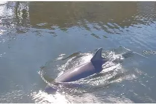 3 Paradise Ln, Treasure Island, FL 33706 - Photo 74