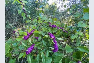 8701 S Fruition Avenue, Floral City, FL 34436 - Photo 20