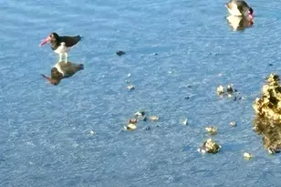 7700 Sun Island Dr S, South Pasadena, FL 33707 - Photo 60