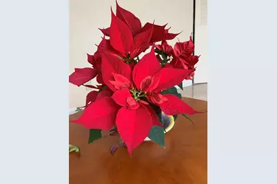 1799 N Highland Avenue #170, Clearwater, FL 33755 - Photo 20