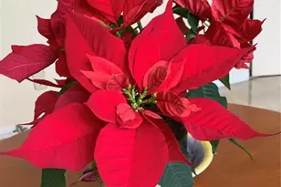 1799 N Highland Ave, Clearwater, FL 33755 - Photo 20