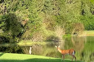 19107 Ave Bayonnes, Lutz, FL 33558 - Photo 52