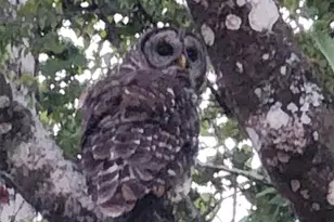 10305 Worthy Lamb Way, New Port Richey, FL 34654 - Photo 4