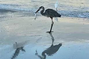 100 Bluff View Dr, Belleair Bluffs, FL 33770 - Photo 58