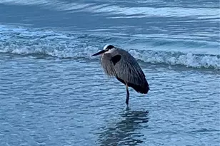 100 Bluff View Dr, Belleair Bluffs, FL 33770 - Photo 58