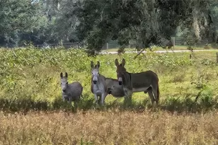 21451 US Hwy 98, Dade City, FL 33523 - Photo 56