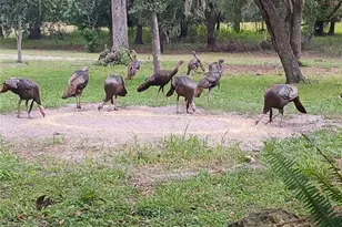 21451 US Hwy 98, Dade City, FL 33523 - Photo 52