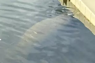 7119 Fair Ln, Hudson, FL 34667 - Photo 28