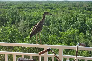 12033 Gandy Blvd N, Saint Petersburg, FL 33702 - Photo 62