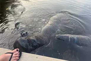 265 96th Ave N, Saint Petersburg, FL 33702 - Photo 62