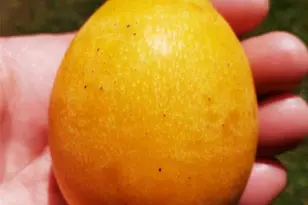 5504 Bruton Rd, Plant City, FL 33565 - Photo 96