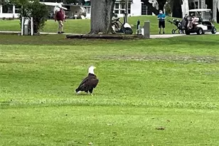 1100 Belcher Road S, Largo, FL 33771 - Photo 54