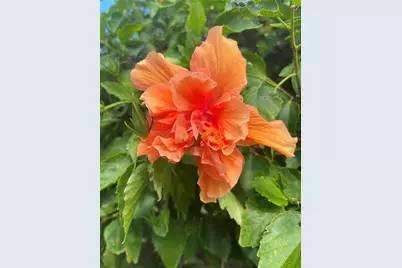 218 Dogwood Circle, Seminole, FL 33777 - Photo 4