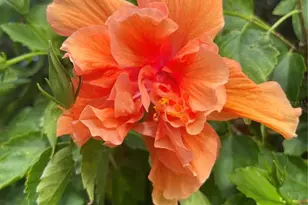 218 Dogwood Cir, Seminole, FL 33777 - Photo 4