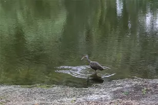 11702 Raintree Village Blvd, Temple Terrace, FL 33617 - Photo 32