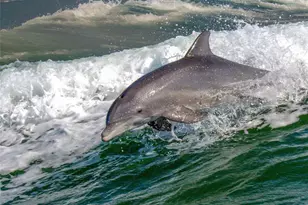 5445 Gulf Blvd, Saint Pete Beach, FL 33706 - Photo 72