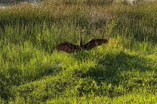 10820 43rd St N, Clearwater, FL 33762 - Photo 42