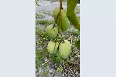 4277 Mineral Branch Road, Zolfo Springs, FL 33890 - Photo 12