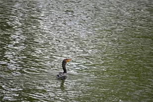 8609 Driftwood Dr, Tampa, FL 33615 - Photo 40