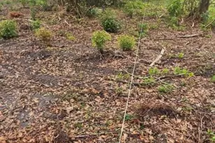 Pevetty, Plant City, FL 33563 - Photo 8