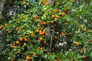 22380 Powell Rd, Brooksville, FL 34602 - Photo 40