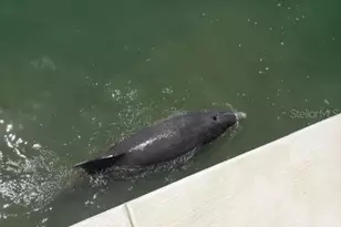 5200 Brittany Dr S, Saint Petersburg, FL 33715 - Photo 44