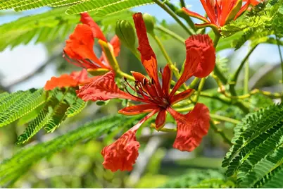 1105 92nd Street NW, Bradenton, FL 34209 - Photo 72