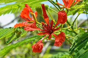 1105 92nd St NW, Bradenton, FL 34209 - Photo 72