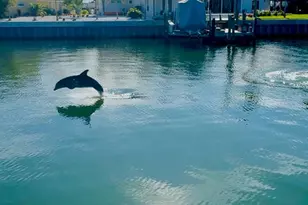 3784 42nd Ave S, Saint Petersburg, FL 33711 - Photo 46