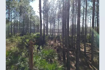 Clyatt Road, Chiefland, FL 32626 - Photo 2
