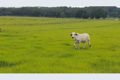 0 S Pleasant Grove Road, Inverness, FL 34452 - Photo 8