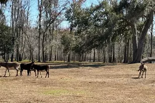 37214 Hester Rd, Dade City, FL 33525 - Photo 2