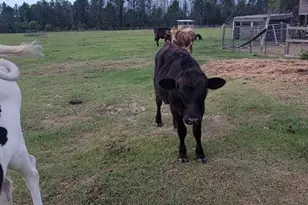 12625 Sweet Hill Rd, Polk City, FL 33868 - Photo 26