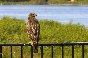 1925 Dockside Dr, Valrico, FL 33594 - Photo 38