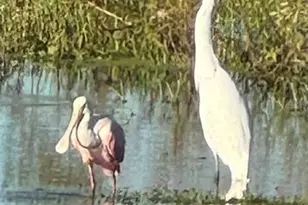 1925 Dockside Dr, Valrico, FL 33594 - Photo 36