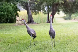 16116 Lytham Dr, Odessa, FL 33556 - Photo 42